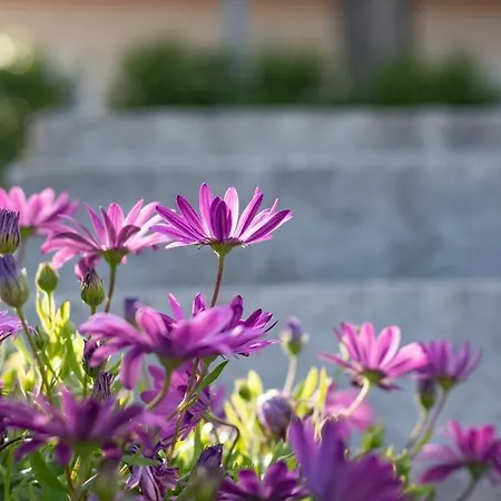 όνειρο Dream * Chrani