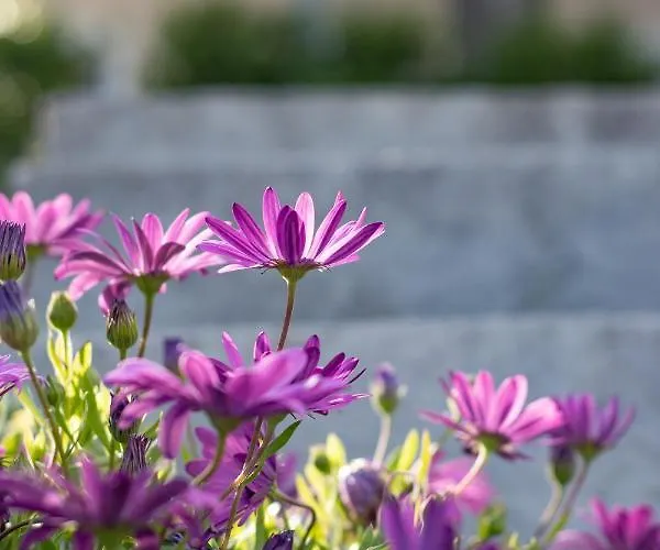 όνειρο Dream * Chrani